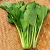 caingot1